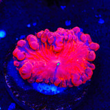Ultra Blastomussa Coral