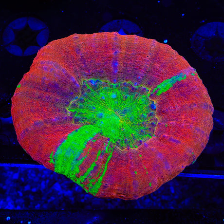 Ultra Bleeding Apple Scolymia Coral