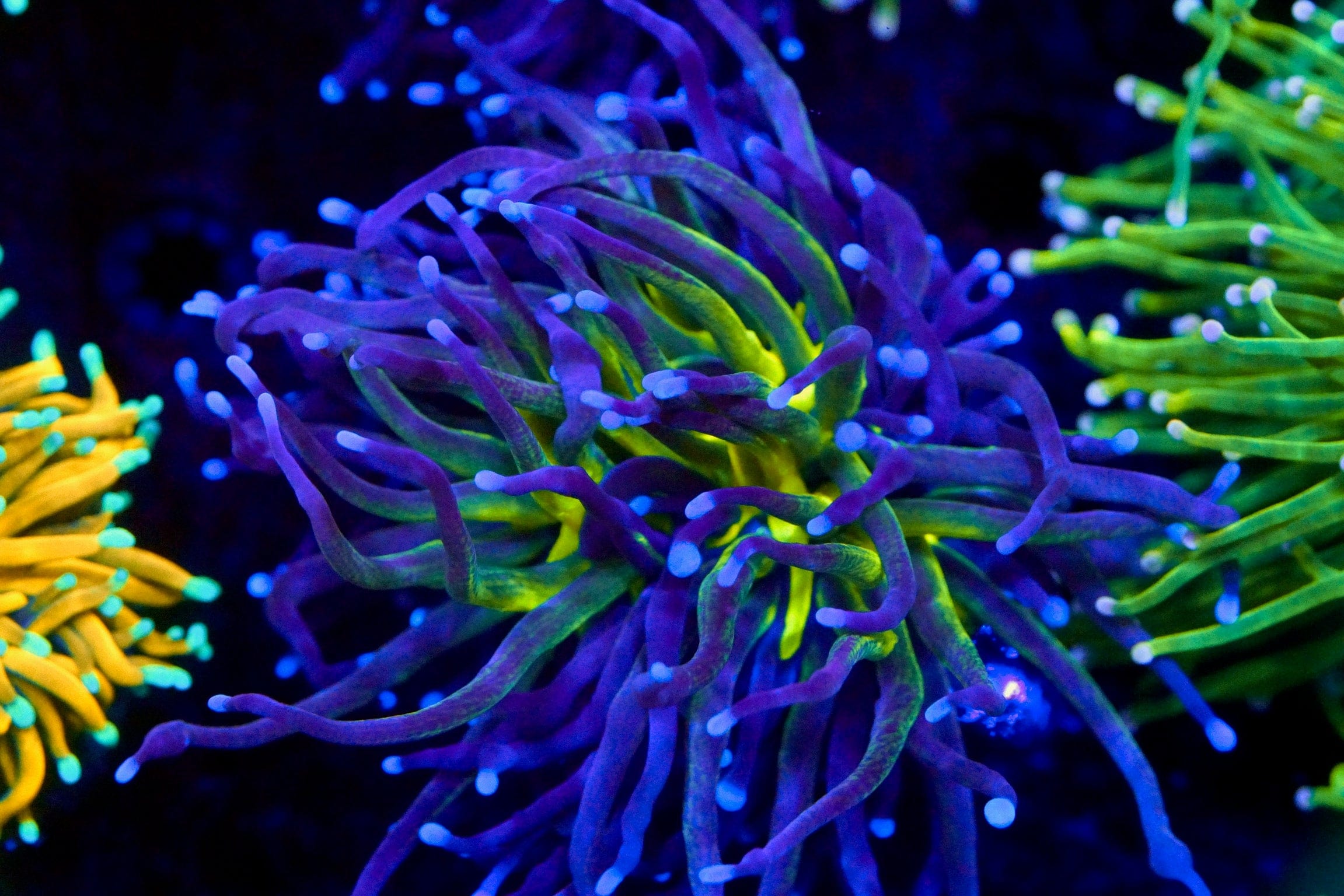 Ultra Blue Malaysian Torch