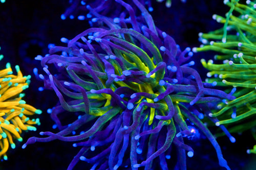 Ultra Blue Malaysian Torch