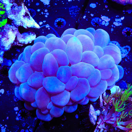 Ultra Bubble Colony Coral