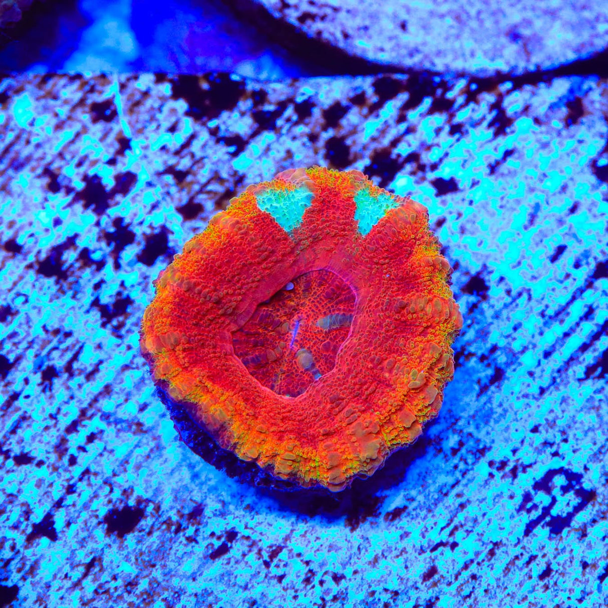 Ultra Button 1" - 2" Scolymia Coral