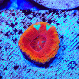 Ultra Button 1" - 2" Scolymia Coral