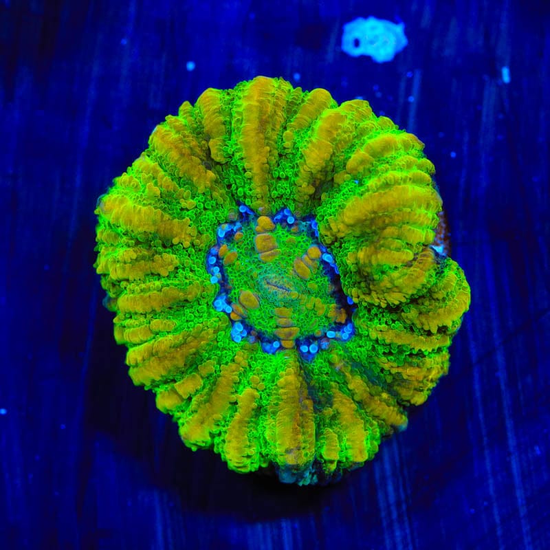 Ultra Button 1" Scolymia Coral