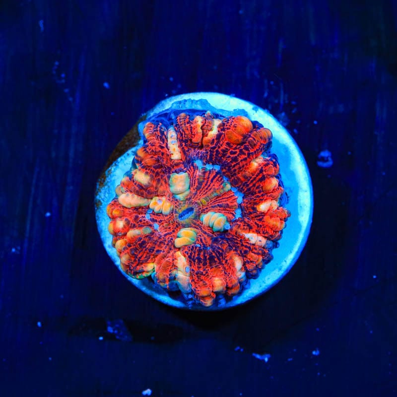 Ultra Button Scoly 1/2" Scolymia Coral