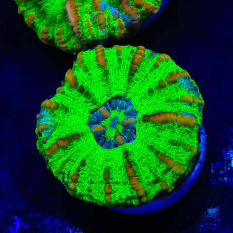 Ultra Button Scolymia Coral