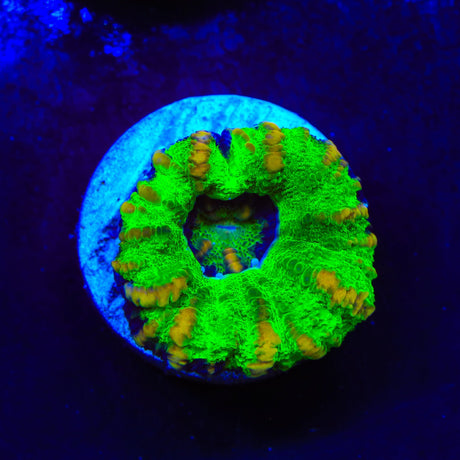 Ultra Button Scolymia Coral