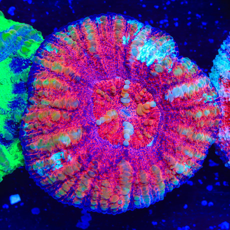 Ultra Button Scolymia Coral