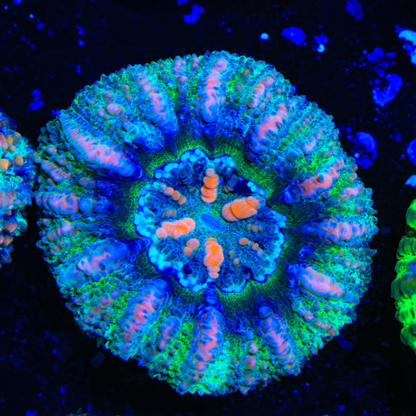 Ultra Button Scolymia Coral