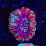 Ultra Button Scolymia Coral