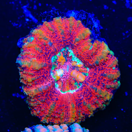 Ultra Button Scolymia Coral