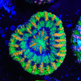 Ultra Button Scolymia Coral