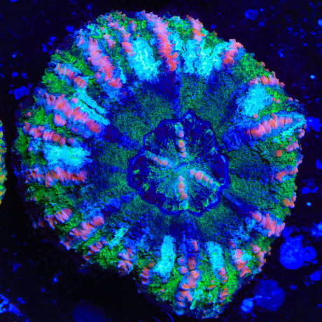 Ultra Button Scolymia Coral