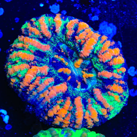 Ultra Button Scolymia Coral