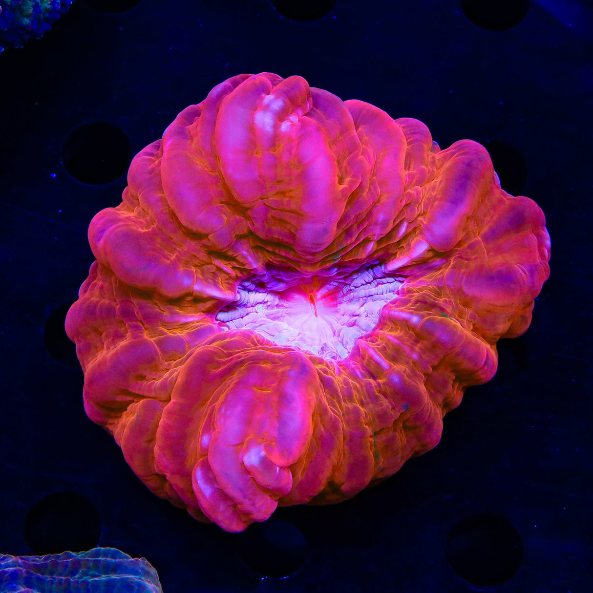 Ultra Cynarina Colony Coral