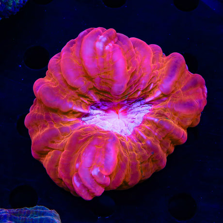 Ultra Cynarina Colony Coral