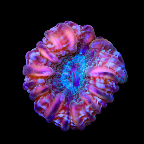 Ultra Cynarina Colony Coral