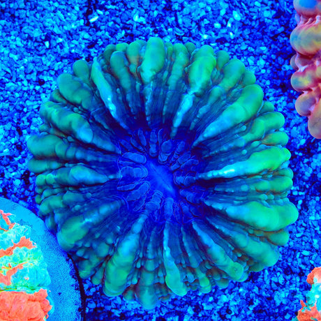 Ultra Cynarina Coral