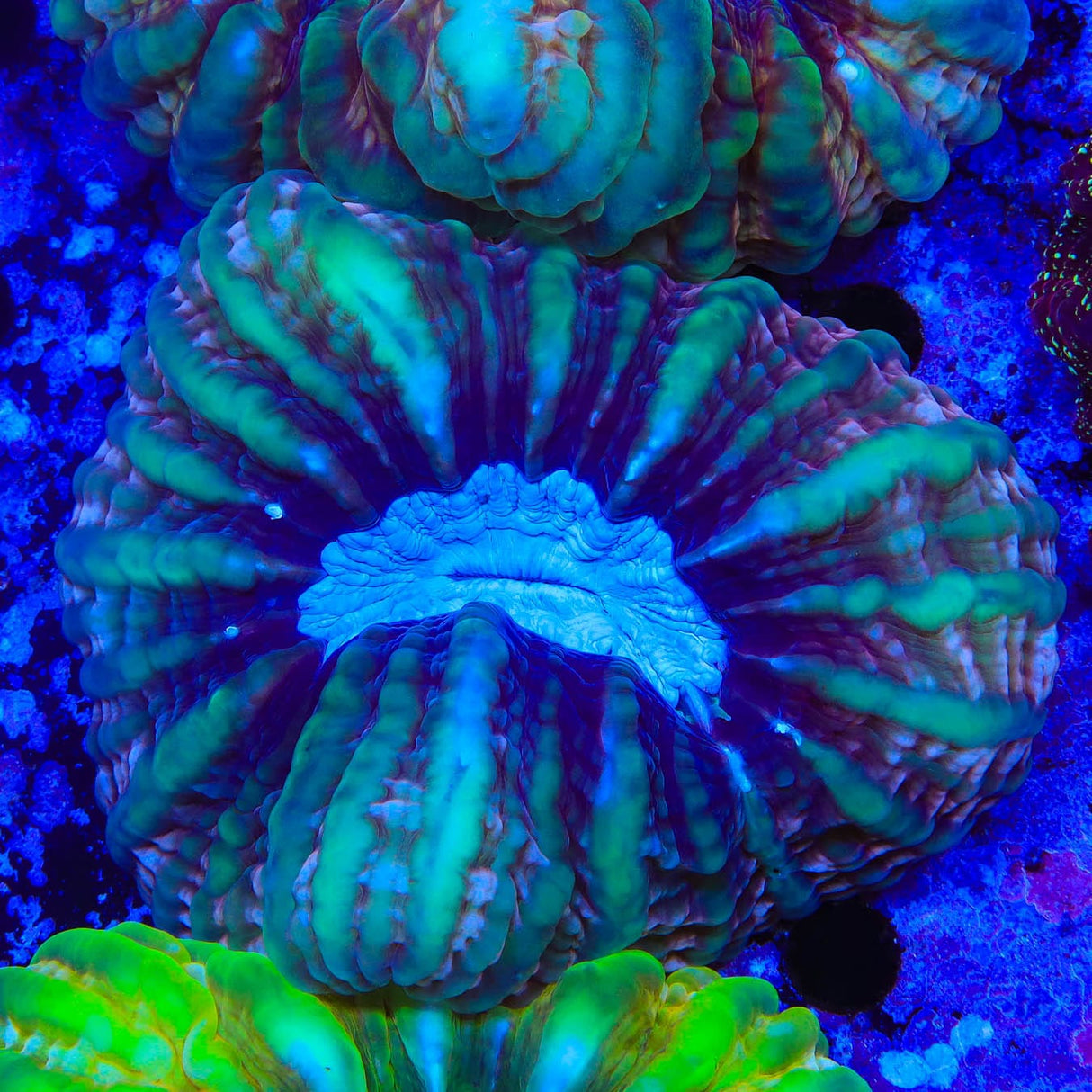Ultra Cynarina Coral