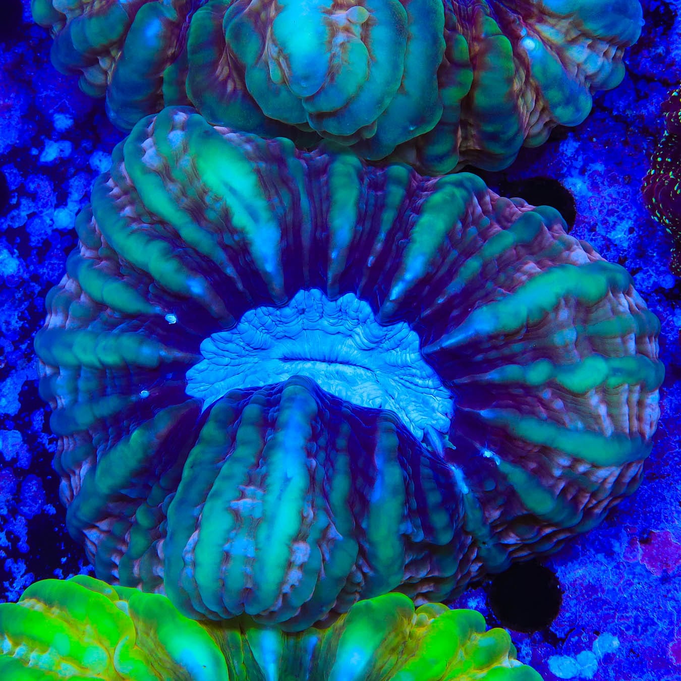 Ultra Cynarina Coral