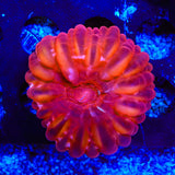 Ultra Cynarina Coral