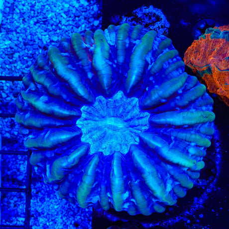 Ultra Cynarina Coral