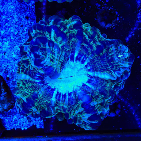 Ultra Cynarina Coral