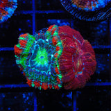 Ultra Deep Water Acan Coral