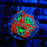 Ultra Deep Water Acan Coral