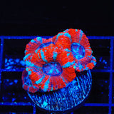 Ultra Deep Water Acan Coral