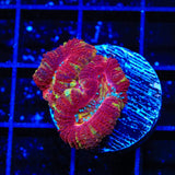 Ultra Deep Water Acan Coral
