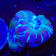 Ultra Deep Water Acan Coral
