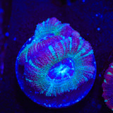 Ultra Deep Water Acan Coral