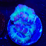 Ultra Deep Water Acan Coral