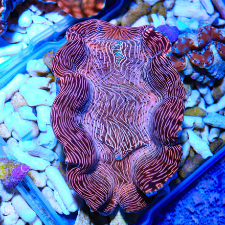 Ultra Derasa Clam 4"