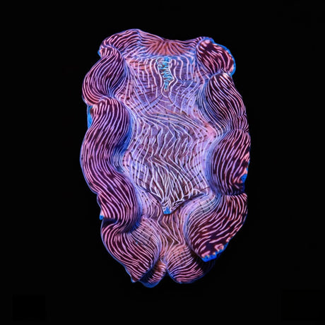 Ultra Derasa Clam 4"