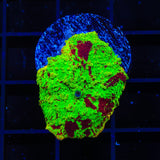 Ultra Eclectus Jawbreaker Mushroom Coral