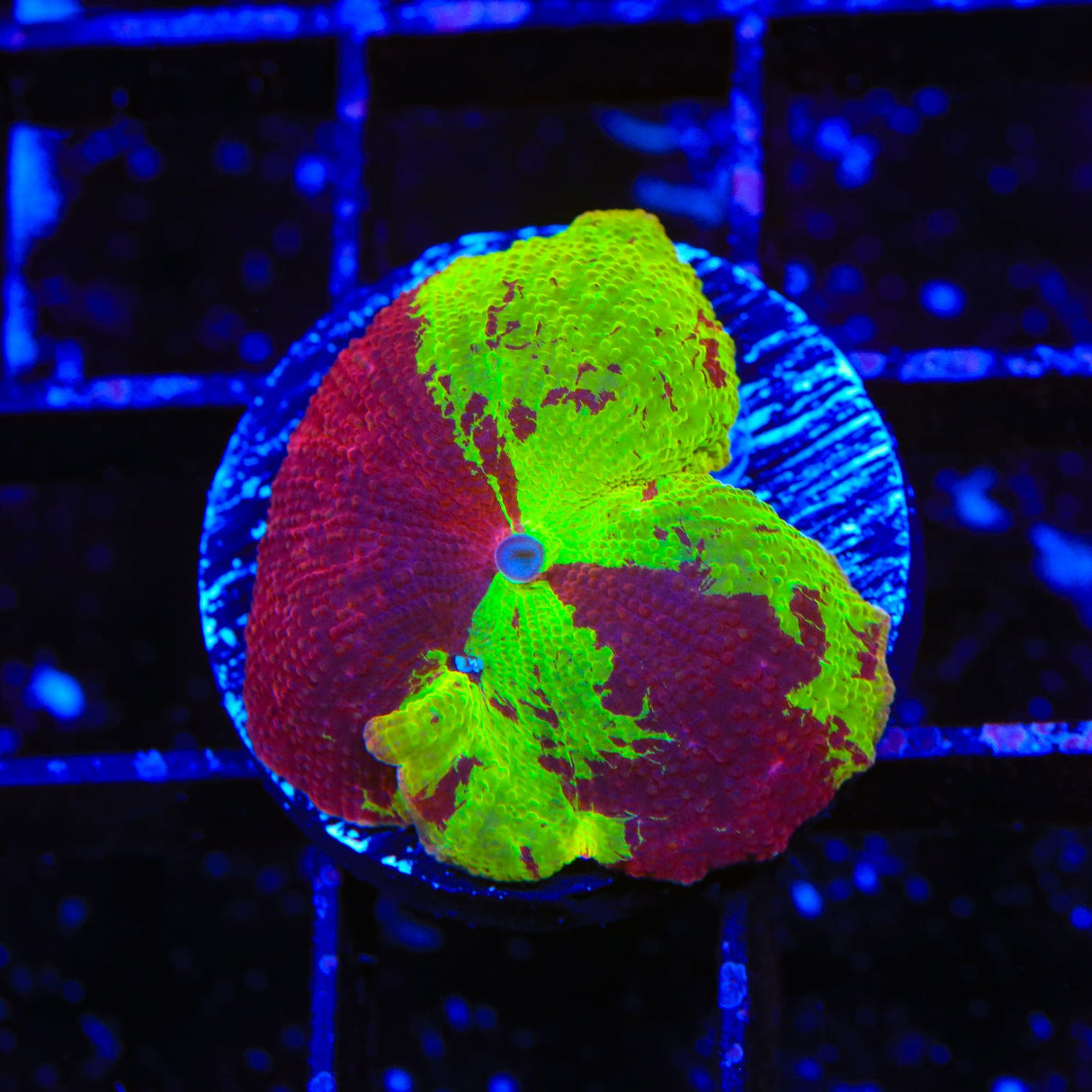 Ultra Eclectus Jawbreaker Mushroom Coral