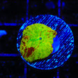 Ultra Eclectus Jawbreaker Mushroom Coral