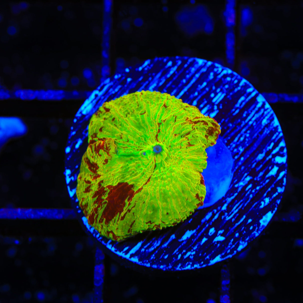 Ultra Eclectus Jawbreaker Mushroom Coral