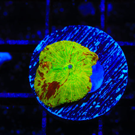 Ultra Eclectus Jawbreaker Mushroom Coral