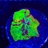 Ultra Eclectus Jawbreaker Mushroom Coral