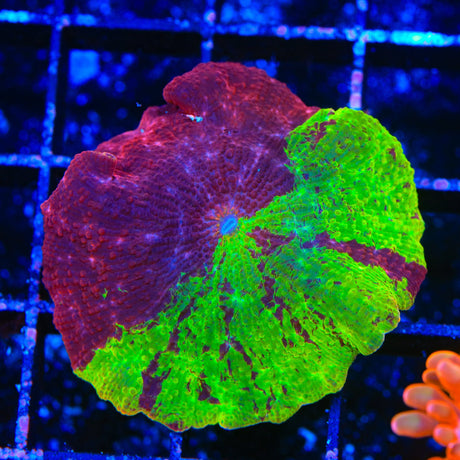 Ultra Eclectus Jawbreaker Mushroom XL Frag Coral