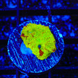 Ultra Eclectus Mushroom Coral