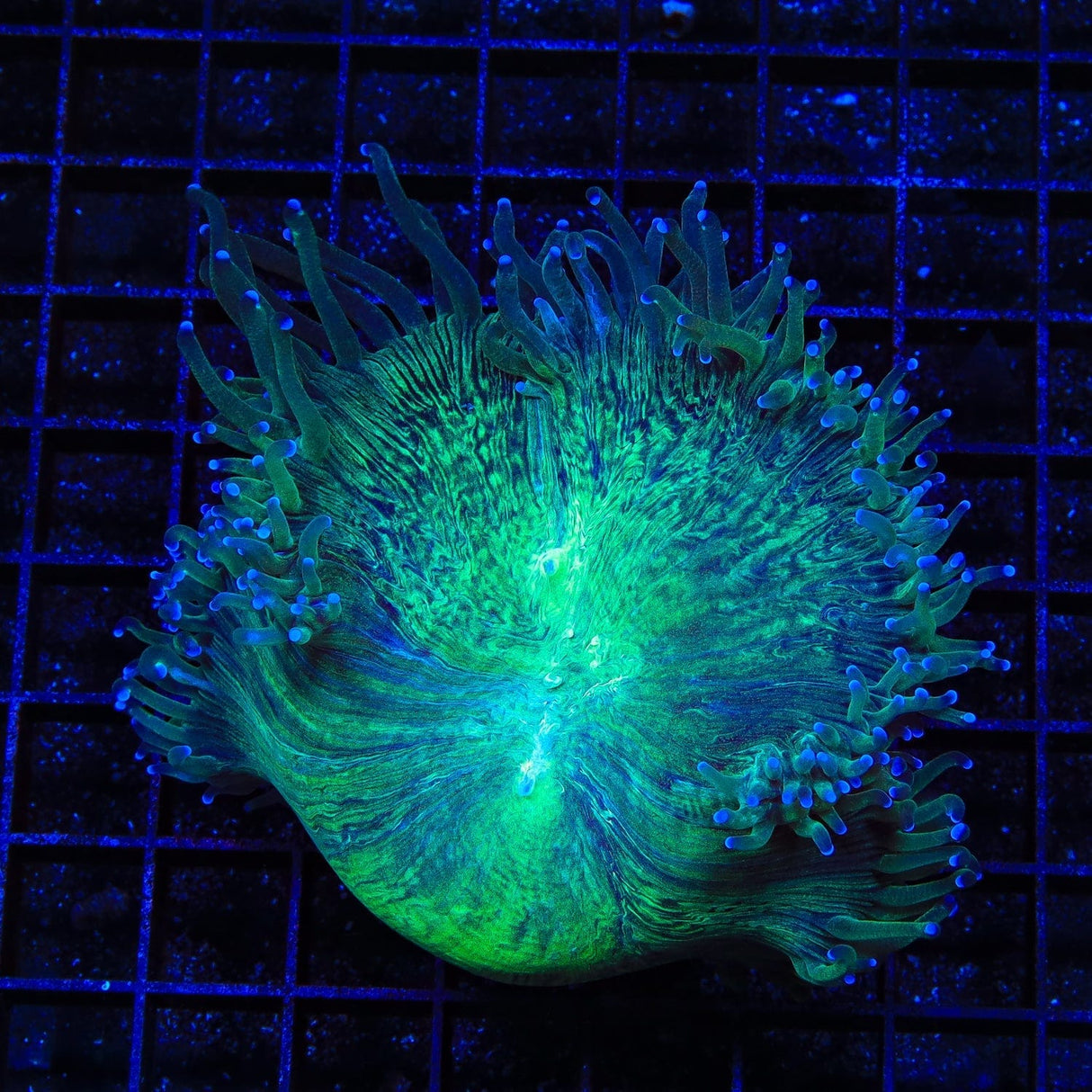 Ultra Elegance Coral