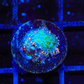 Ultra Frankenberry Mushroom Coral