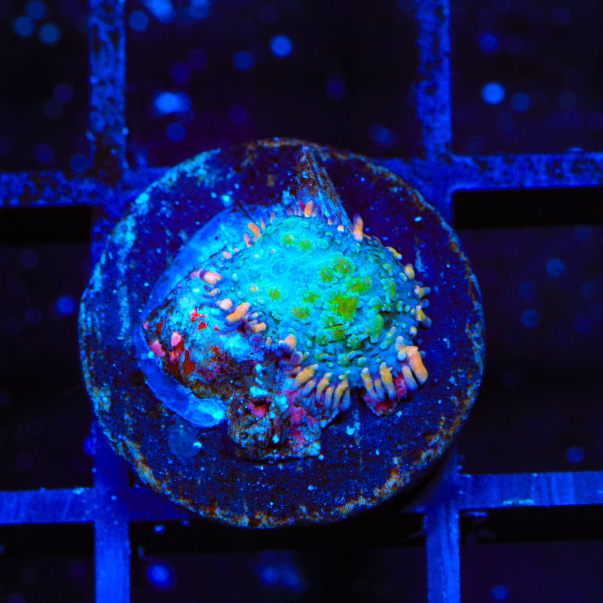 Ultra Frankenberry Mushroom Coral