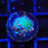 Ultra Frankenberry Mushroom Coral