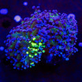 Ultra Frogspawn Double