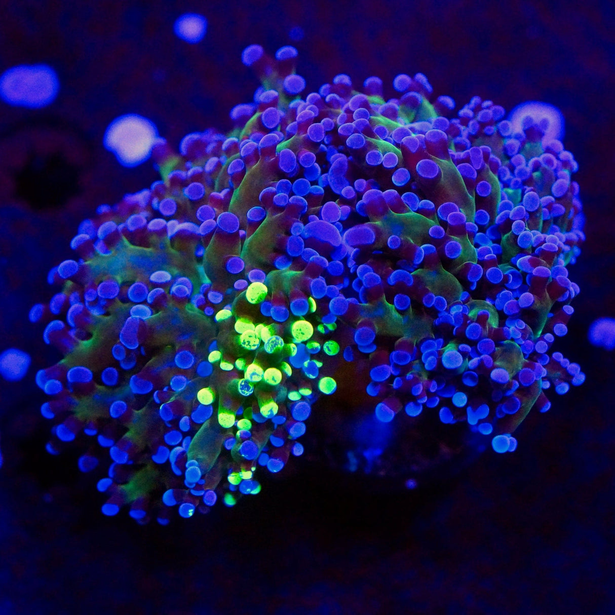 Ultra Frogspawn Double